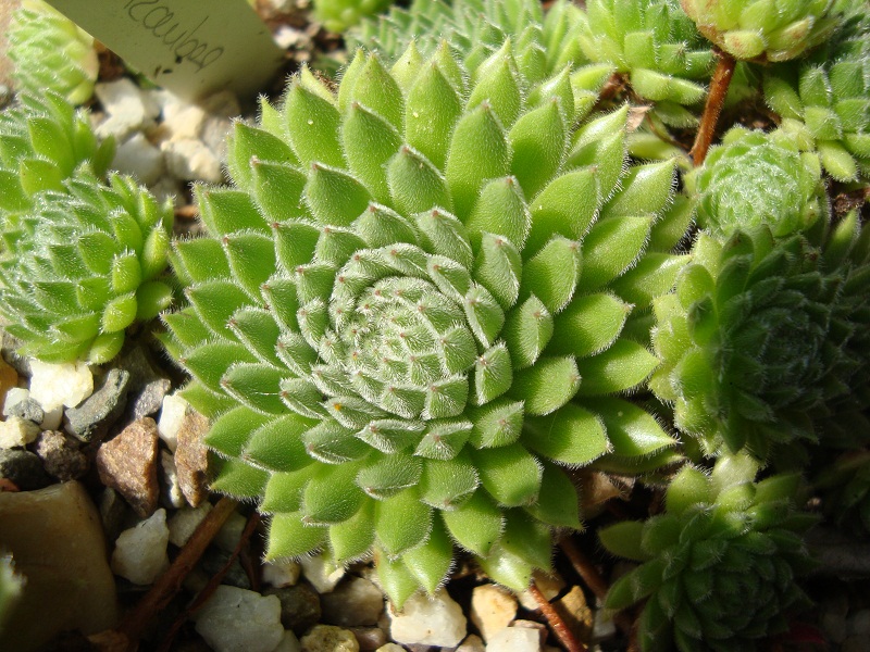 Elfenzauber