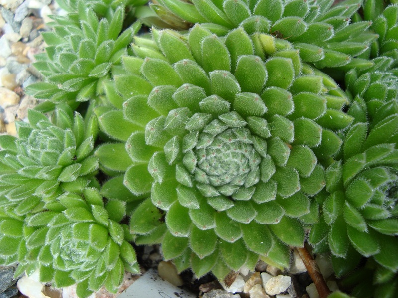 Elfenzauber