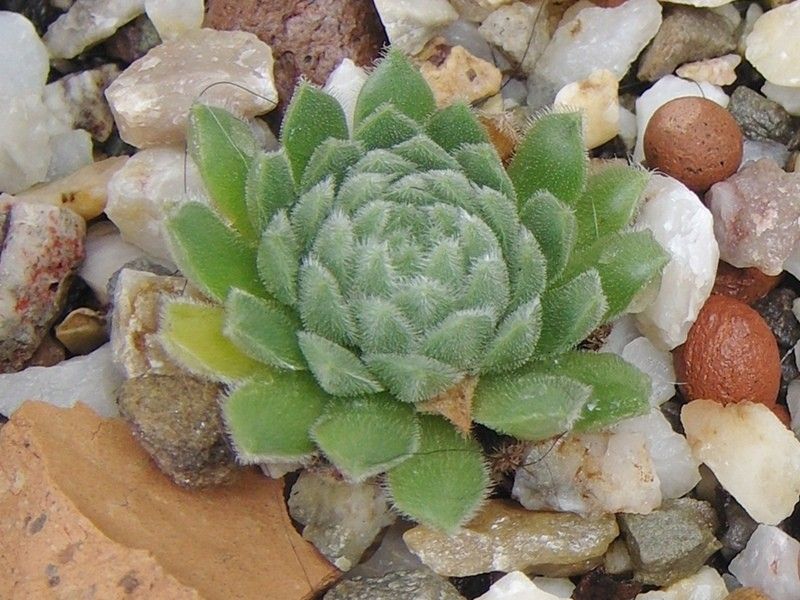 Elfenzauber