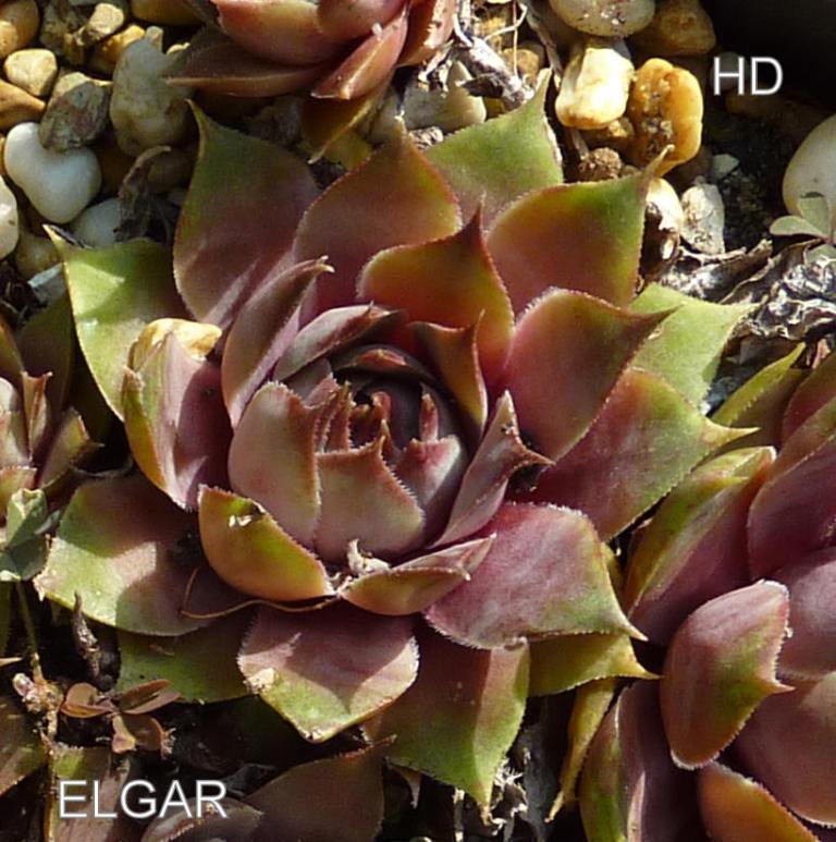 Elgar