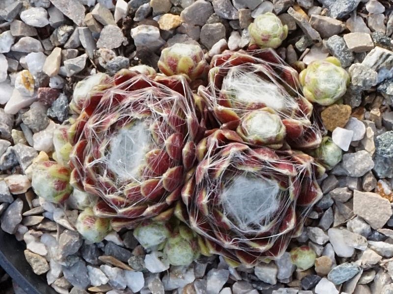 Eliane