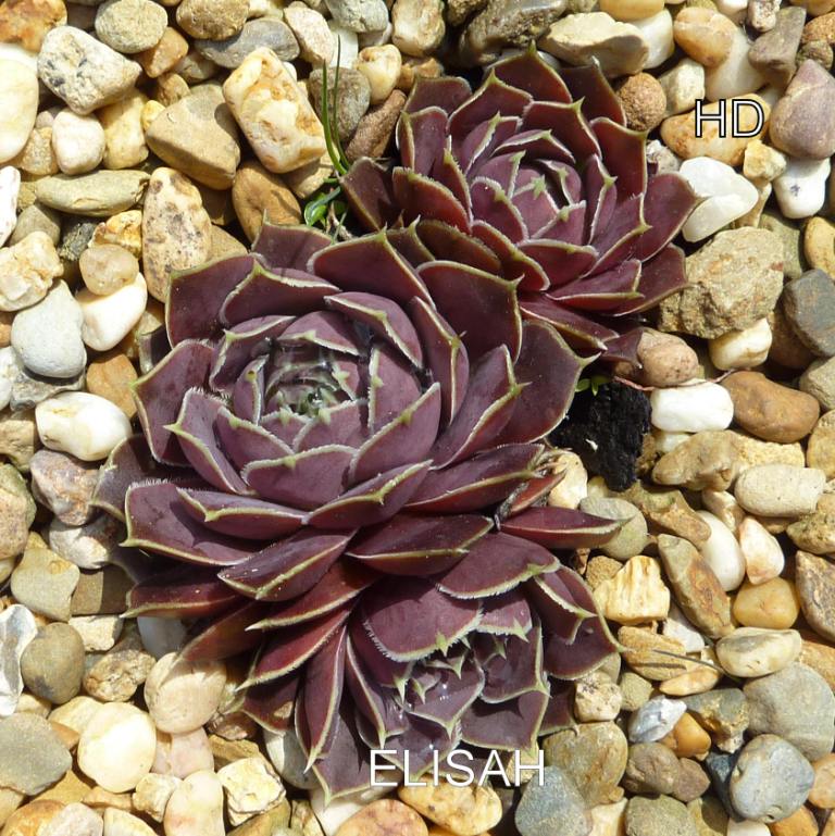Elisah / Jovi