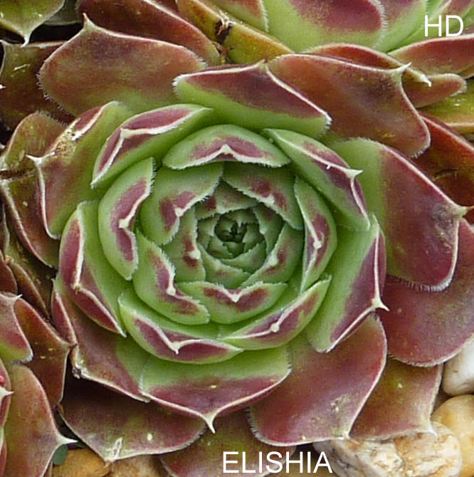 Elishia / Jovi