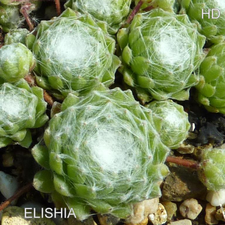 Elishia