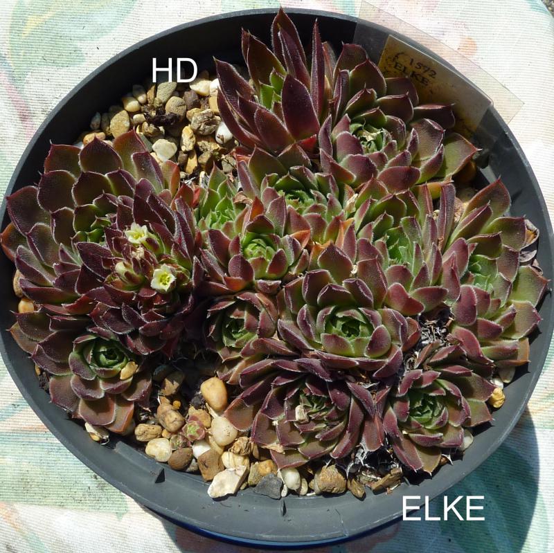 Elke / Jovi