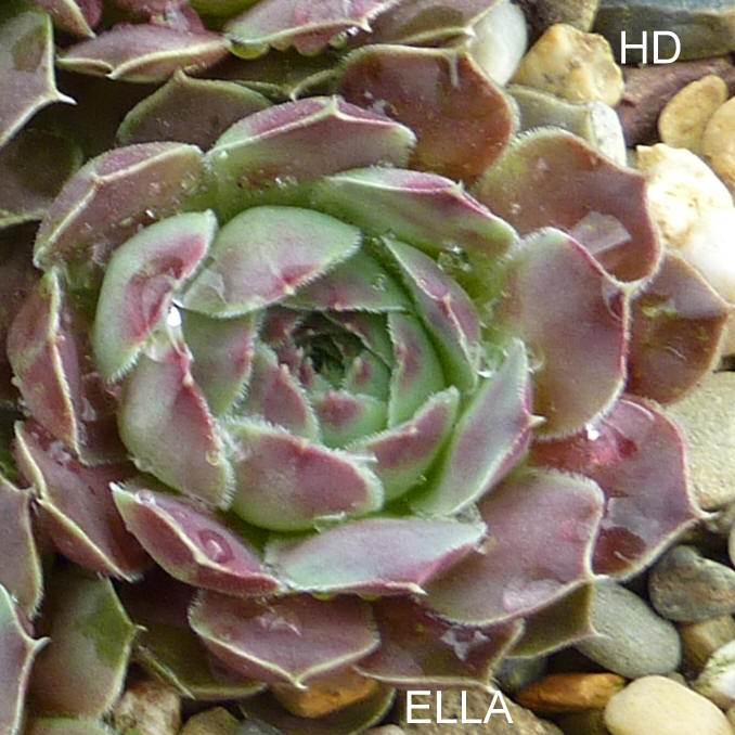 Ella / Jovi