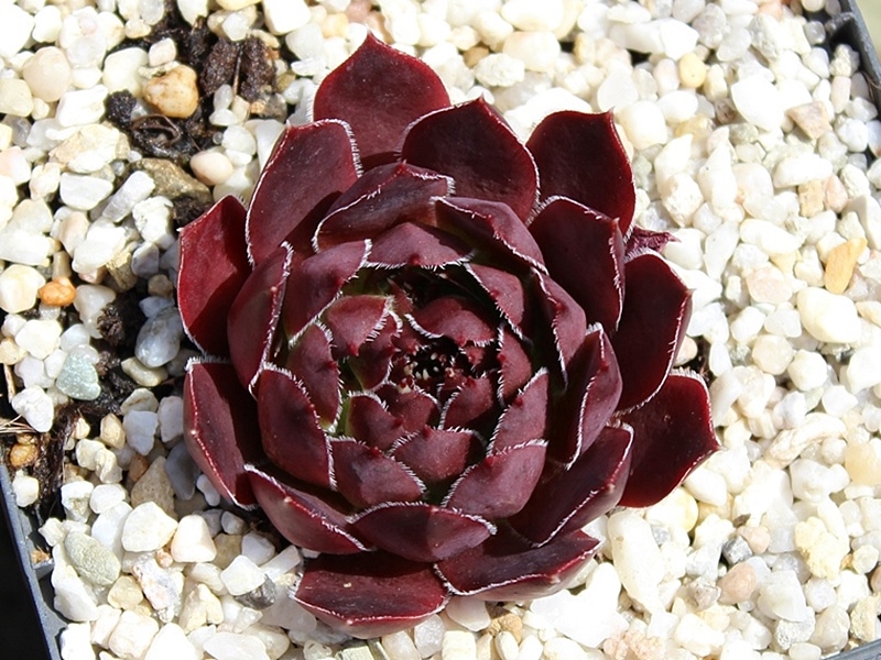Ellegina / Jovi