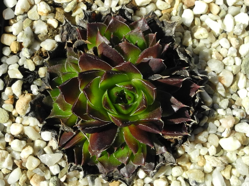 Ellegina / Jovi