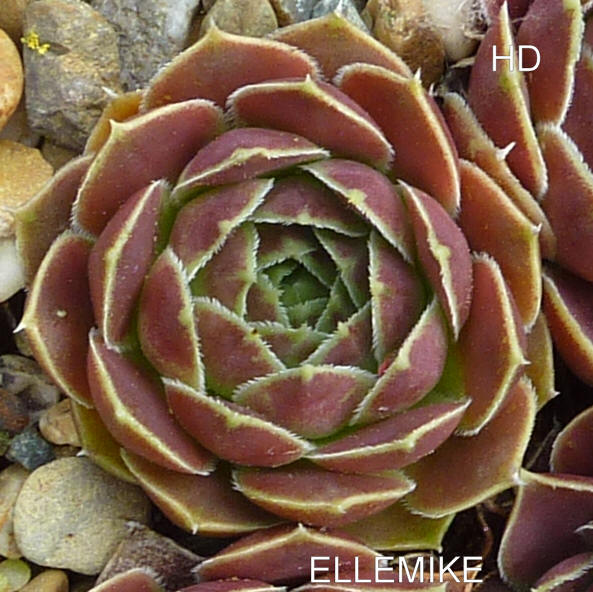 Ellemike / Jovi