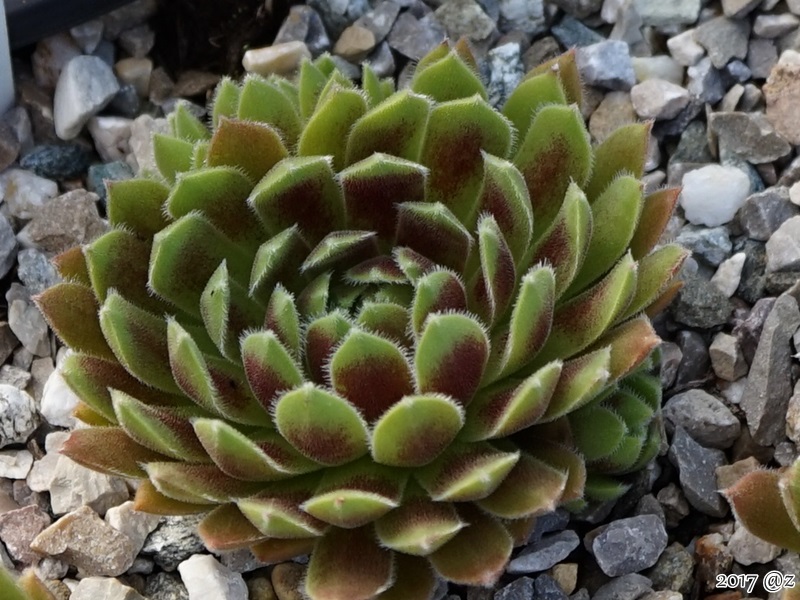 Eloida