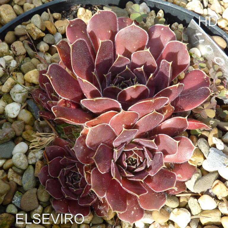 Elseviro / Jovi