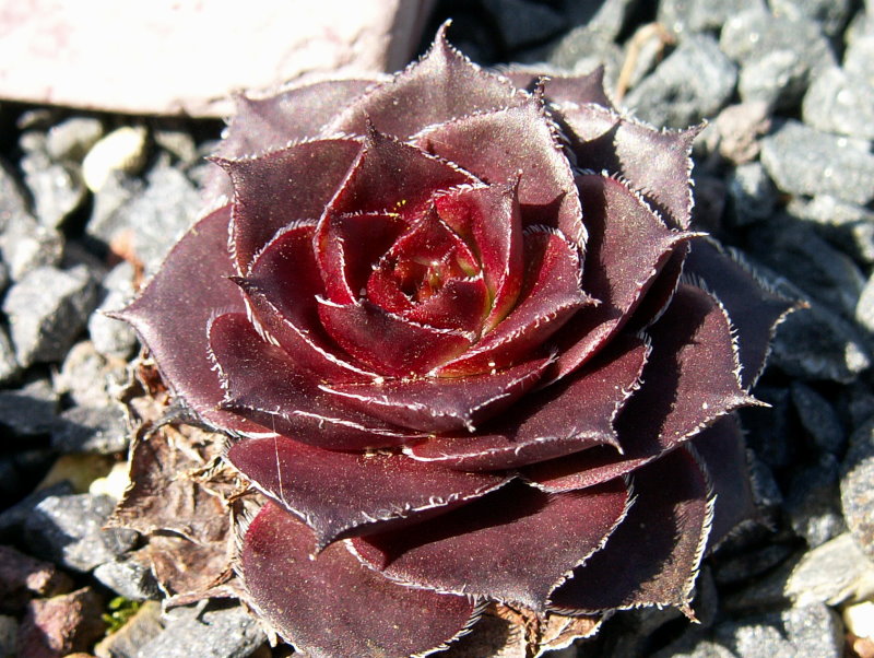 Elva
