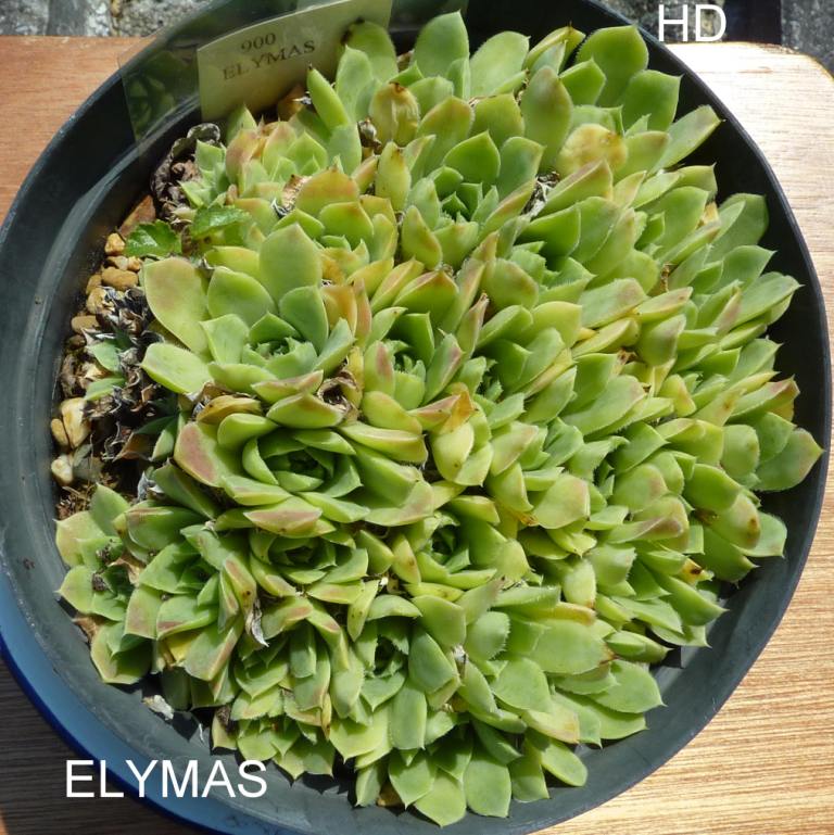Elymas / Jovi