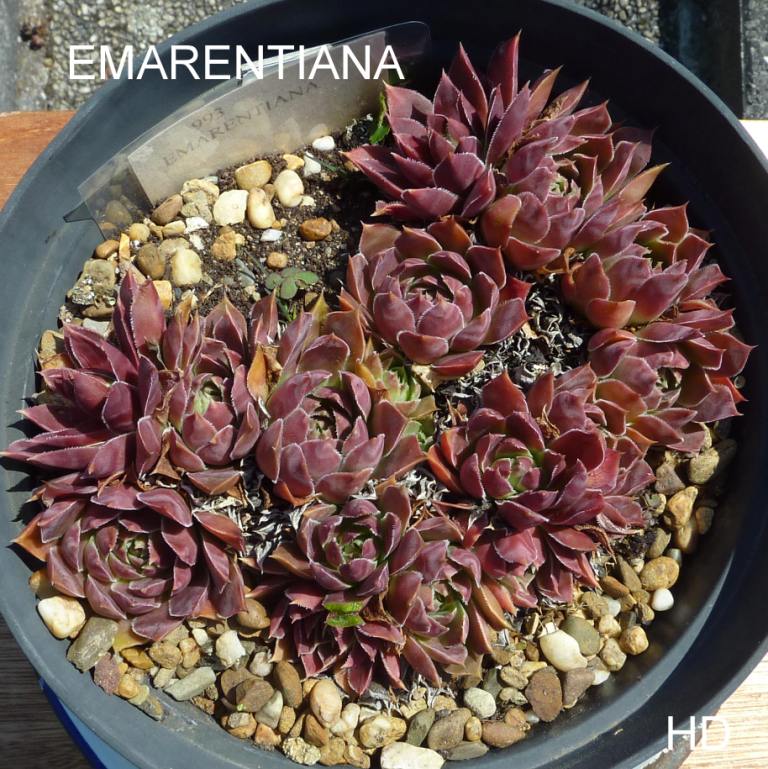 Emarentiana / Jovi