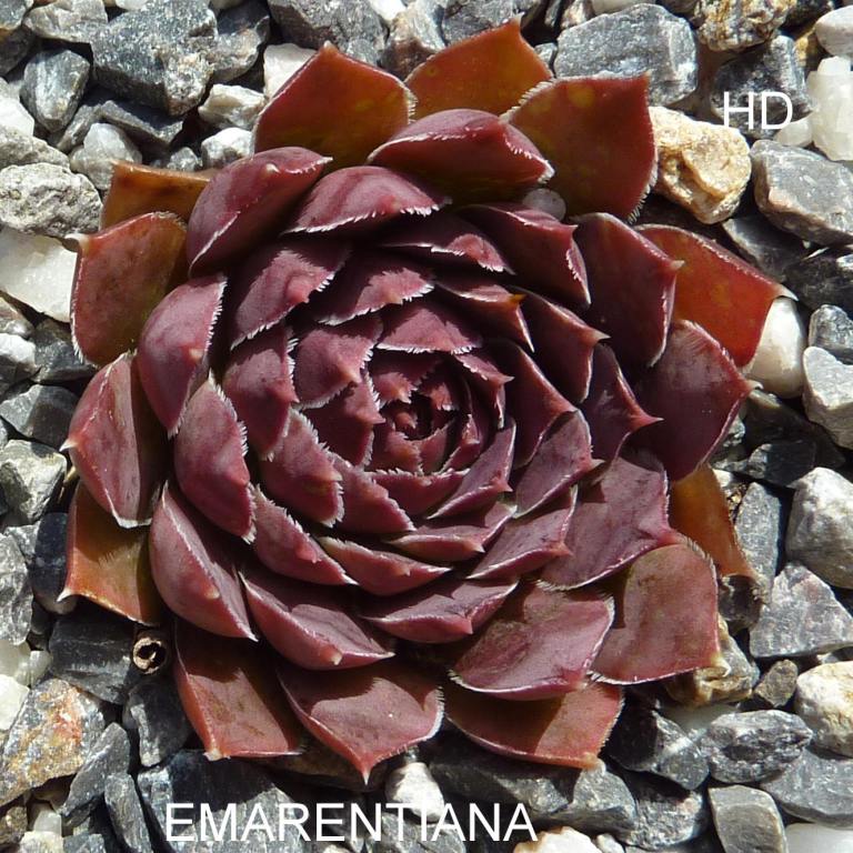 Emarentiana / Jovi
