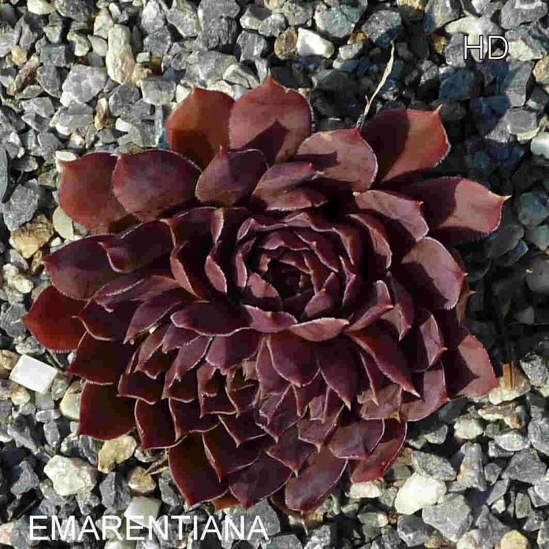 Emarentiana / Jovi