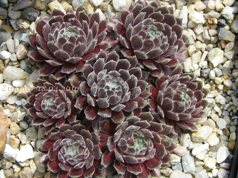 Emberley Pink