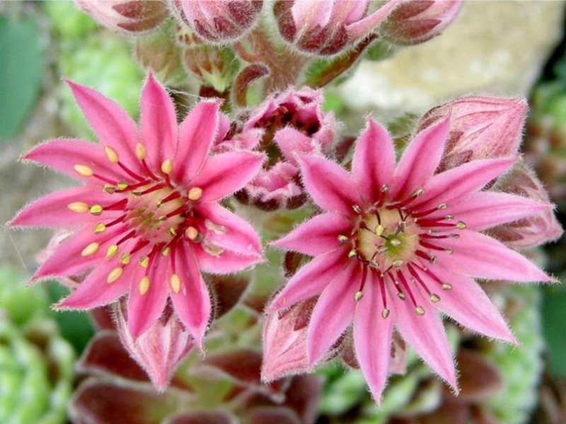 Emberley Pink