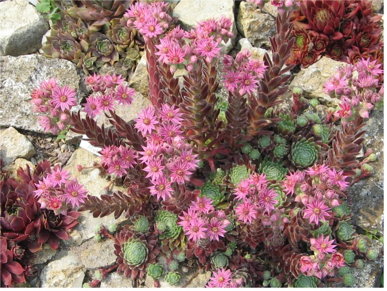 Emberley Pink