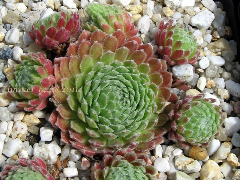 Emberley Pink