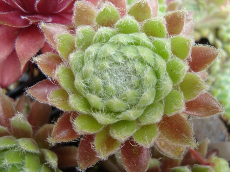 Emberley Pink