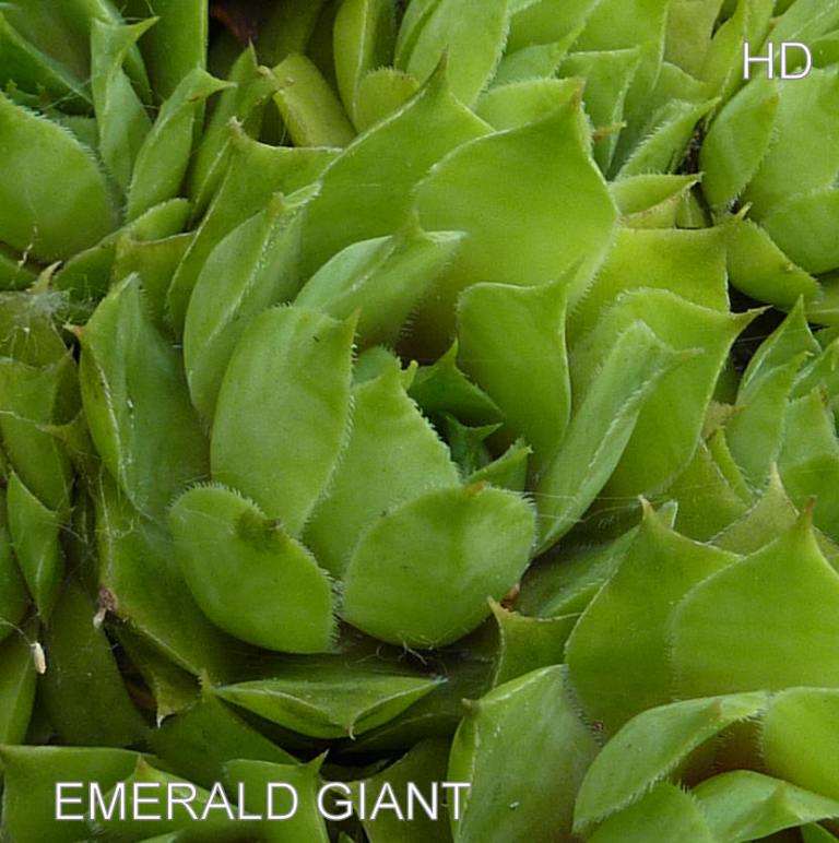 Emerald Giant