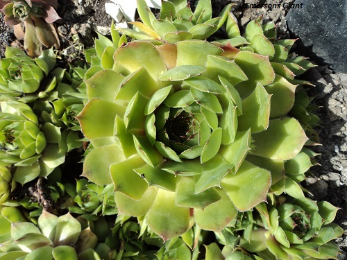 Emerson's Giant