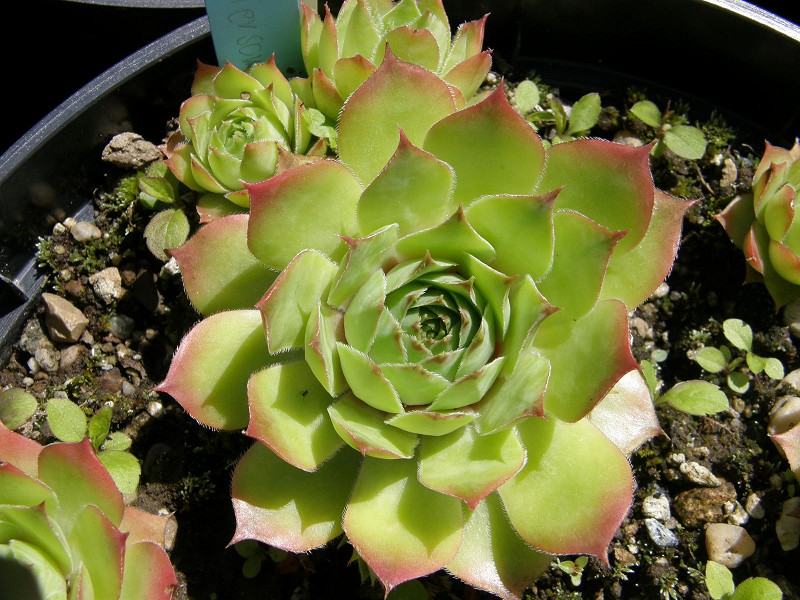 Emerson's Giant