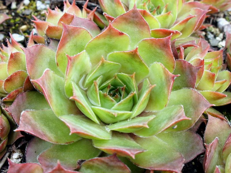 Emerson's Giant
