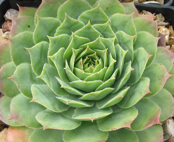 Emerson's Giant