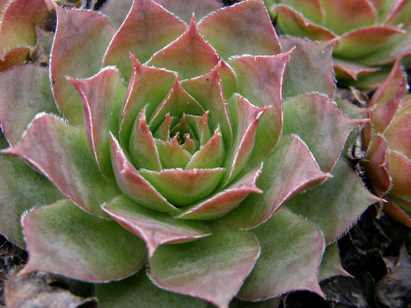 Emerson's Giant
