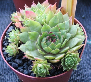 Emerson's Giant