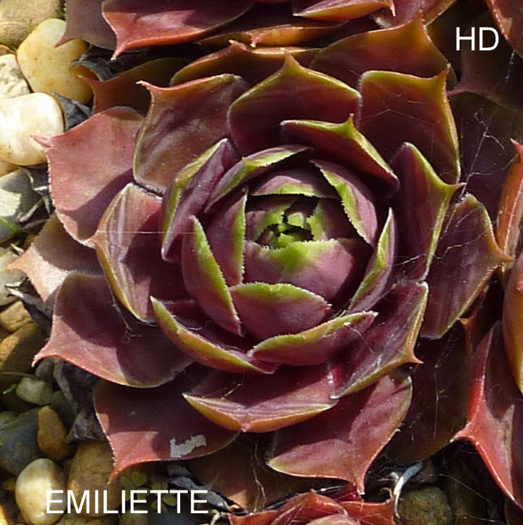 Emiliette