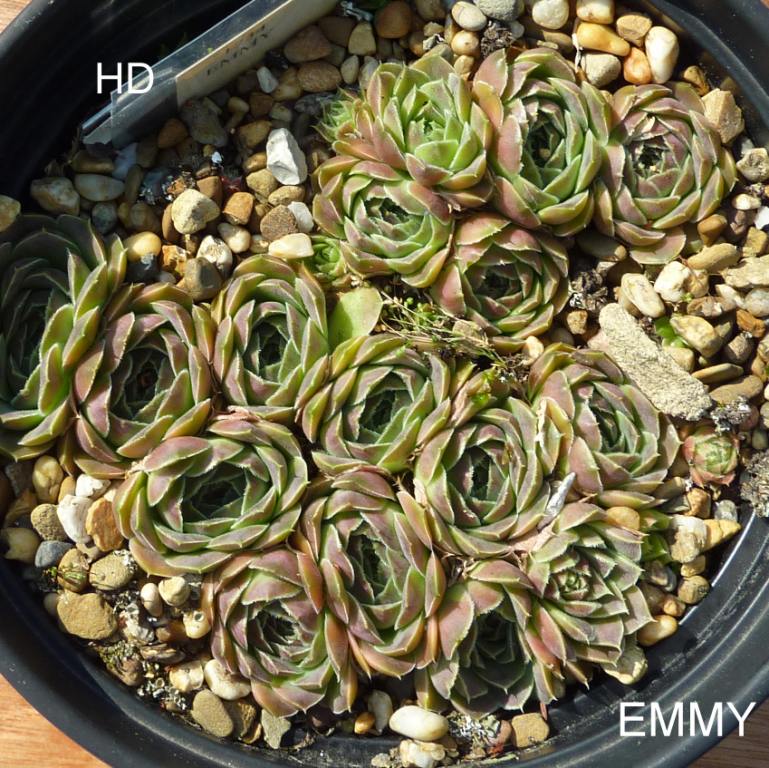 Emmy / Jovi
