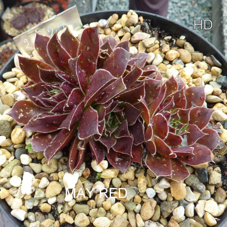 May Red / Jovi