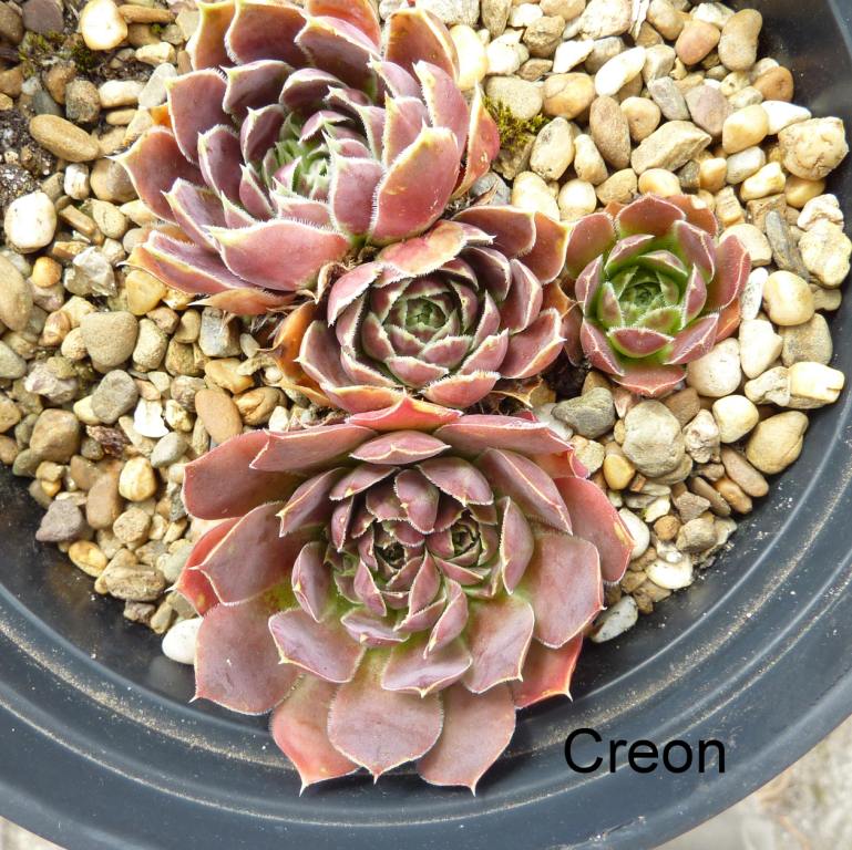Creon / Jovi
