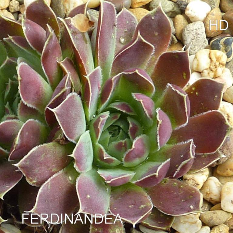 Ferdinandea / Jovi