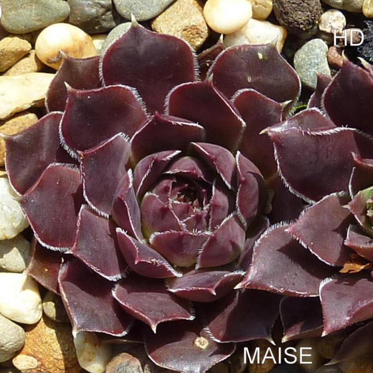 Maise / Jovi