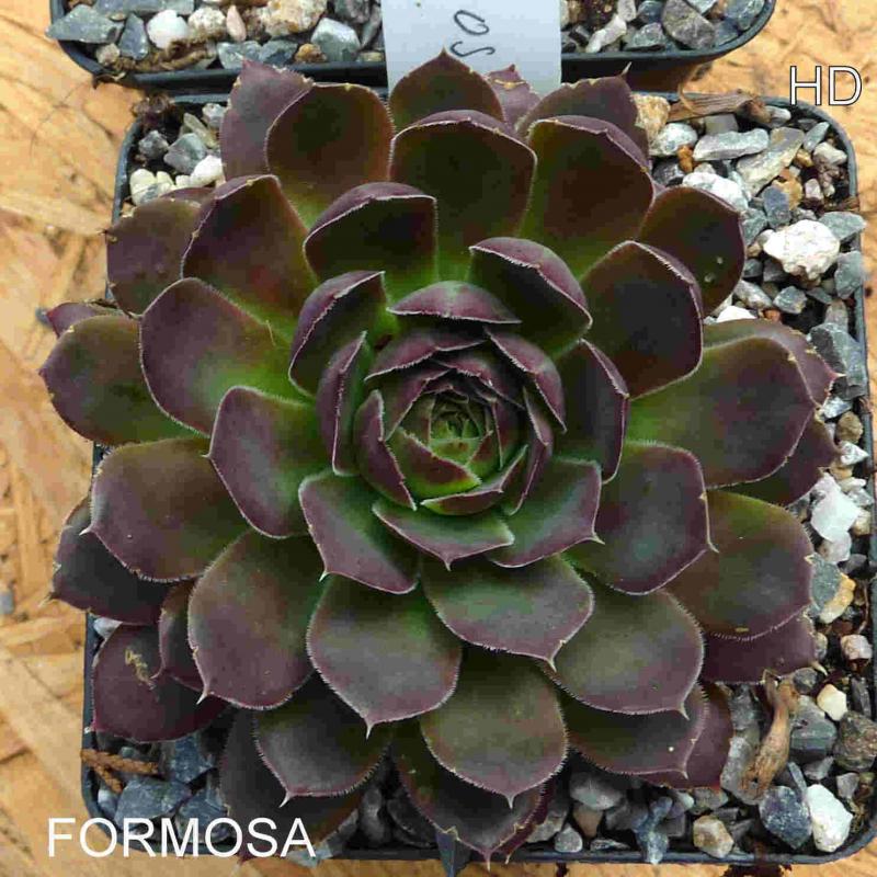 Formosa / Jovi