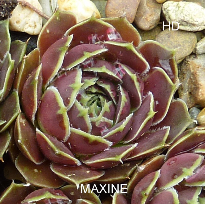 Maxine / Jovi