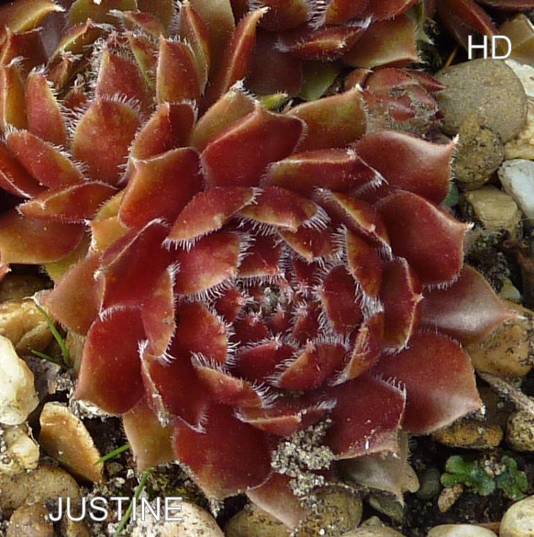 Justine