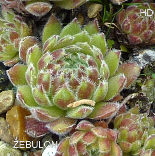 Zebulon