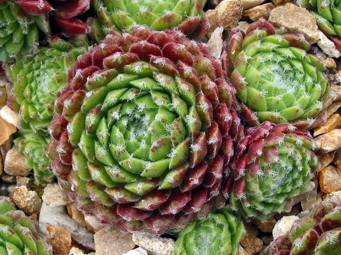 Ford's Spring