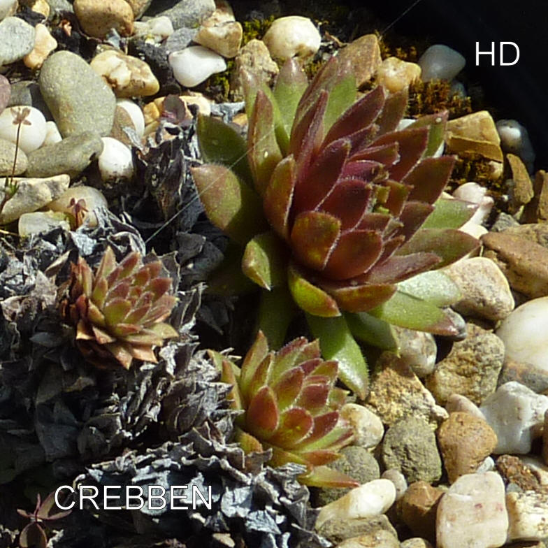 Crebben