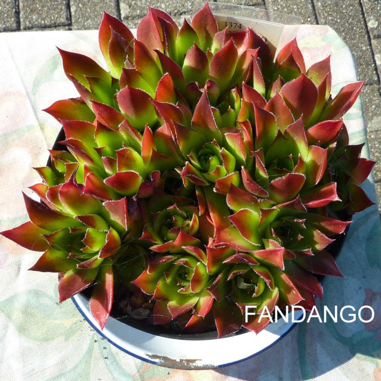 Fandango / Jovi