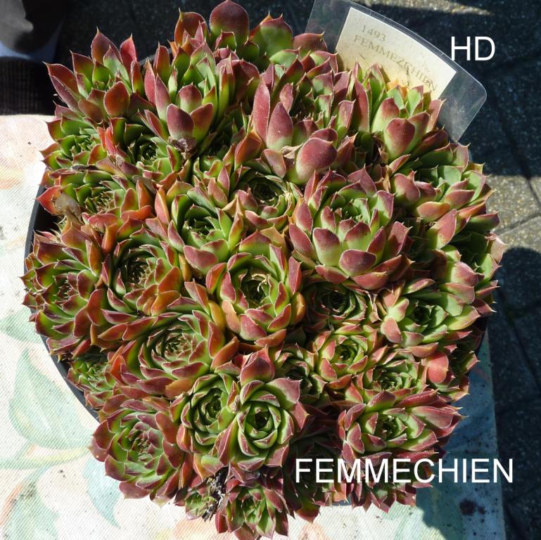 Femmechien / Jovi