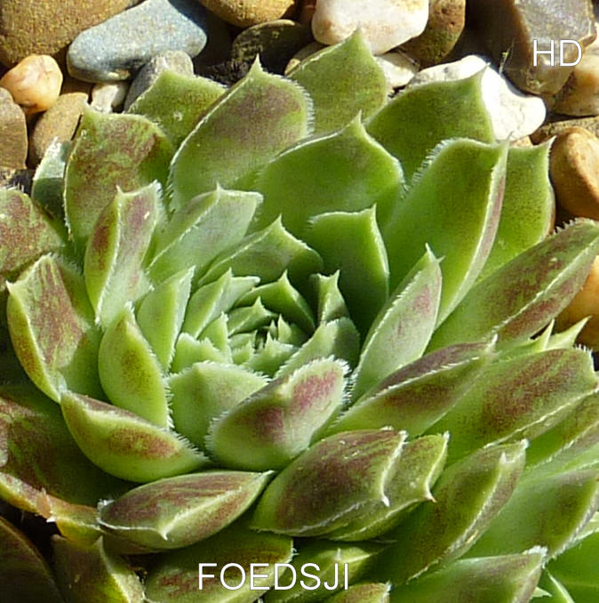 Foedsji / Jovi