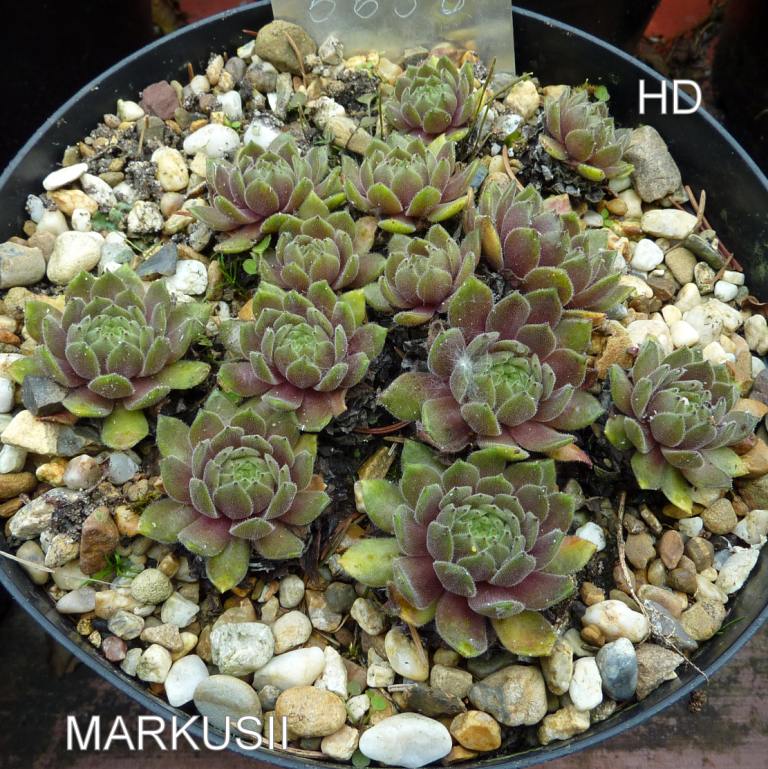 Markusii