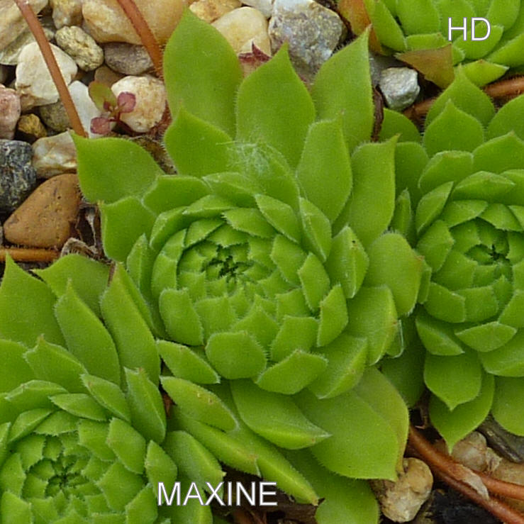 Maxine