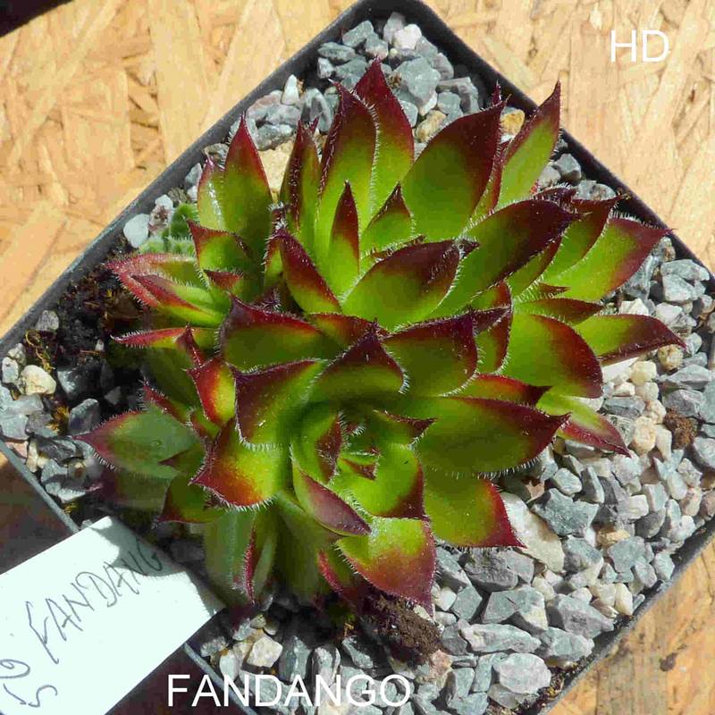 Fandango / Jovi